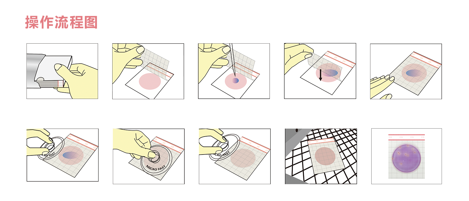 腸桿菌.png 腸桿菌.png